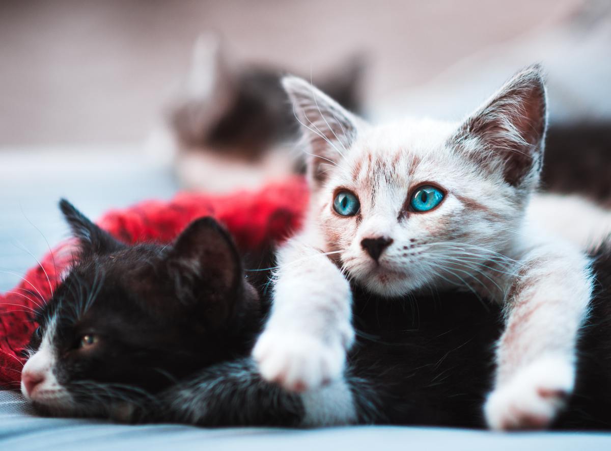 Lo último en wearables: tu gato también llevará un collar de actividad