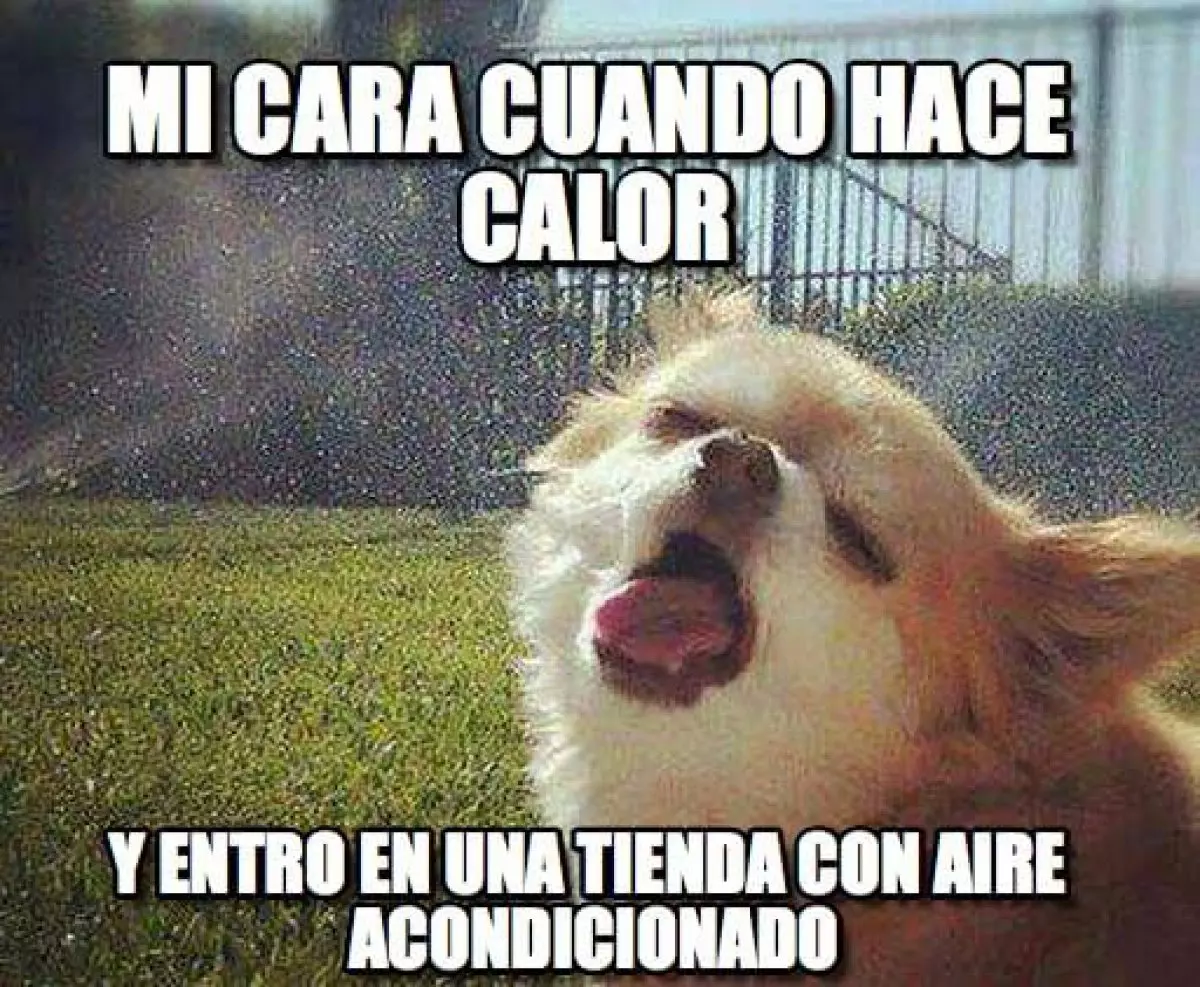 Los memes más divertidos de la primera ola de calor del verano 2024